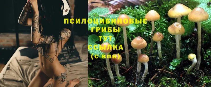 Галлюциногенные грибы Psilocybe  площадка Telegram  Борзя 